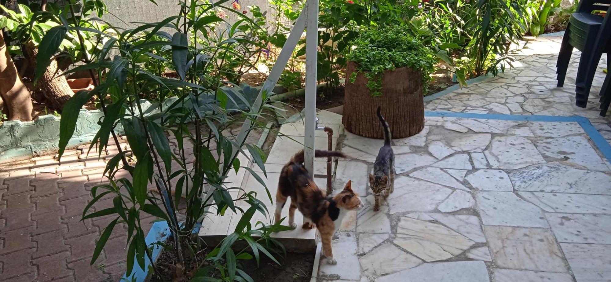 Samos Apart Pension Guzelcamlı Exterior foto